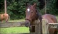 dr dolittle 3-avi_444.jpg
